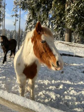 Apartamento Haus Zum Schlafenden Riesen