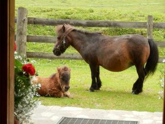 Apartamento Gollehenhof