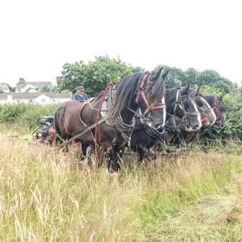 Bed & Breakfast Higher Biddacott Farm