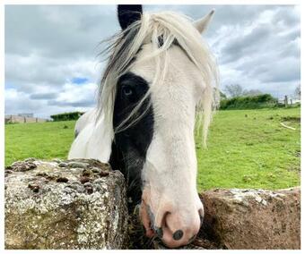 North West Lakes Caravan Breaks- Nr Cockermouth
