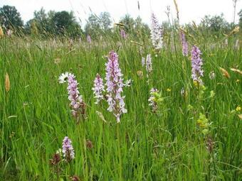 Nieuw: Kom In De Bedstee Uniek!