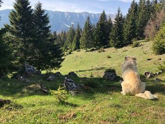 Agroturismo Casa M?rioara