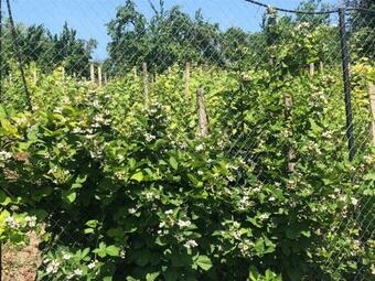 Hostal Agropensiunea Colev