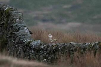 Kingsdale Head Cottage