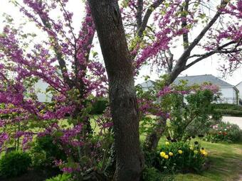 Bed & Breakfast Les Amandines