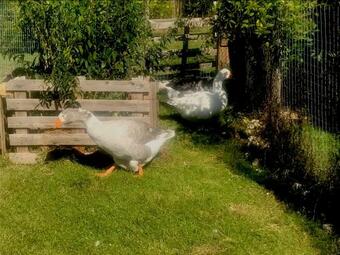 Bed & Breakfast Chez Gustave & Compagnie