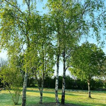 Apartamento G�te De Cordonni�re