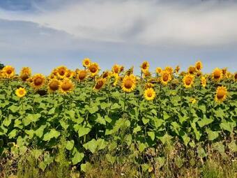 Apartamento G�te Aux 3 Ptits Cochons