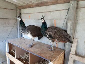 Chambres Tranquilles En Campagne