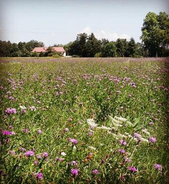 Apartamentos Le Vicus