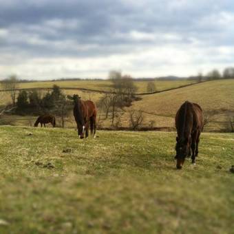 Posada Goodstone Inn & Restaurant