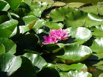 Bed & Breakfast La Ferme Aux Chats