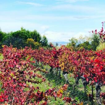 Apartamento Maison Du Midi, 2 Luxe G�tes