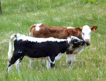 Bed & Breakfast La Fritillaire