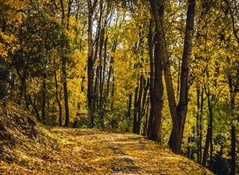 La Pause Du Perche - G�te Au Pied De La For�t