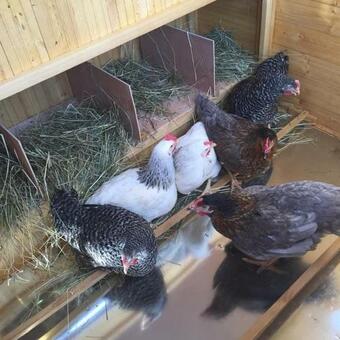 Hotel Restaurant La Petite Auberge Alsace