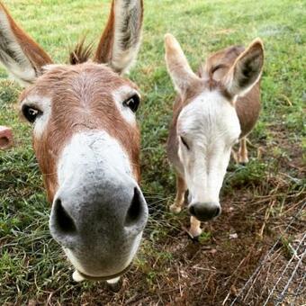 Hostal Come Play And Stay At Little Tail Farms