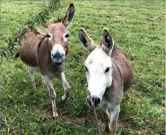 Highland Cottage At Little Tail Farms