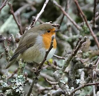 Bed & Breakfast Ferme Boisquillon