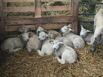 La Ferme De Belle Vue