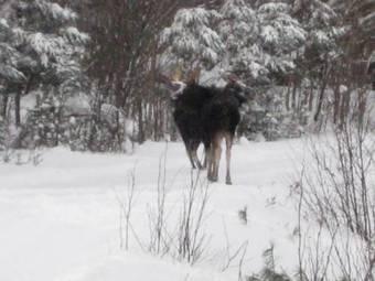 Motel Mount Jefferson View