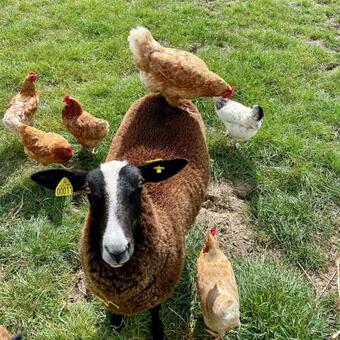 Bed & Breakfast Aux 2 Girouettes