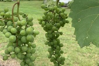 Autumn Mountain Cabin #2