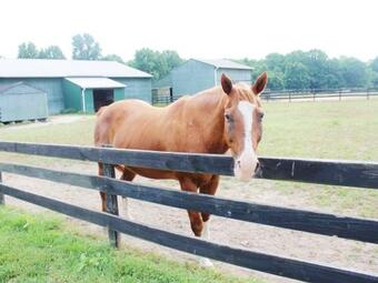 Tentrr - The Stand: Woodsy Glamping Retreat Near Chincoteague Island!