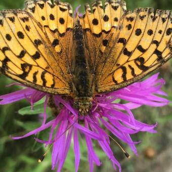 Bed & Breakfast Le P�lerin