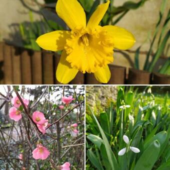 Apartamento Studio Canop�e