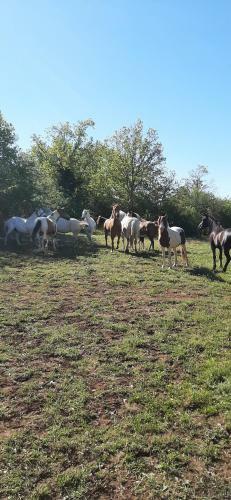 Gites Les �curies Saserang