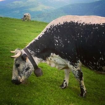 Apartamento Le Montagnard Au Pied Des Pistes, Station Du Gaschney, Altitude 1000 M