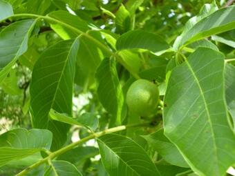 Bed & Breakfast Le Moulin De Cors