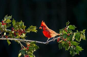 Cardinals Perch