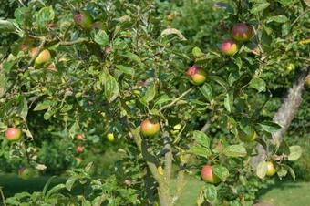 Bed & Breakfast Les Chambres De Souverain Moulin