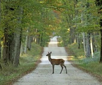 Le Cocoon D'annabelle-jolie Maison Avec Jeux Et Grand Jardin