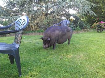 Angelina Et Ses Animaux