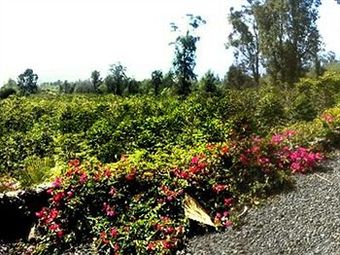 Bed & Breakfast Mango Sunset Bnb Inn At Lyman Organic Kona Coffee Farms