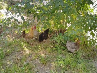 De La Campagne Au Mont-saint-michel