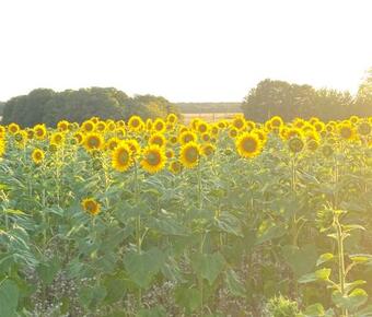 Cottage Authentique Avec Piscine