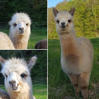 Apartamento La Ferme Des Andes - G�te L'atelier