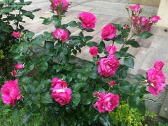 Hostal La Vie En Roses