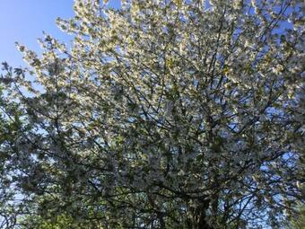 Bed & Breakfast Le Jardin De Rose 24 Feuillebert Romagne 86700