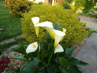 Bed & Breakfast La Ribambelle