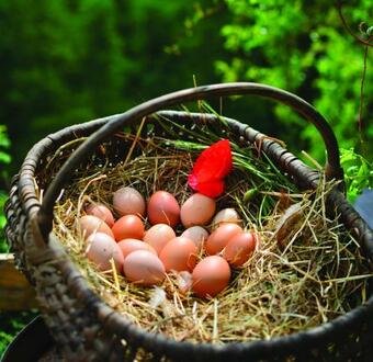 Agroturismo Ferme De Samson