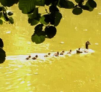 Apartamento La Pitardi�re Gite