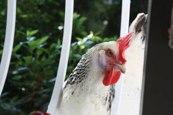 Bed & Breakfast Les Chambres De La Rochette