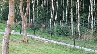 Brzozowy Gaj Agroturystyka