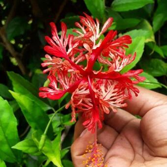 Bed & Breakfast Residencia Mamma Jungla