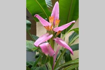 Apartamento A Haven Of Tranquility In The Mountains In Altos Del Maria Panama